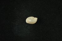 藏品(小椎實螺)的圖片